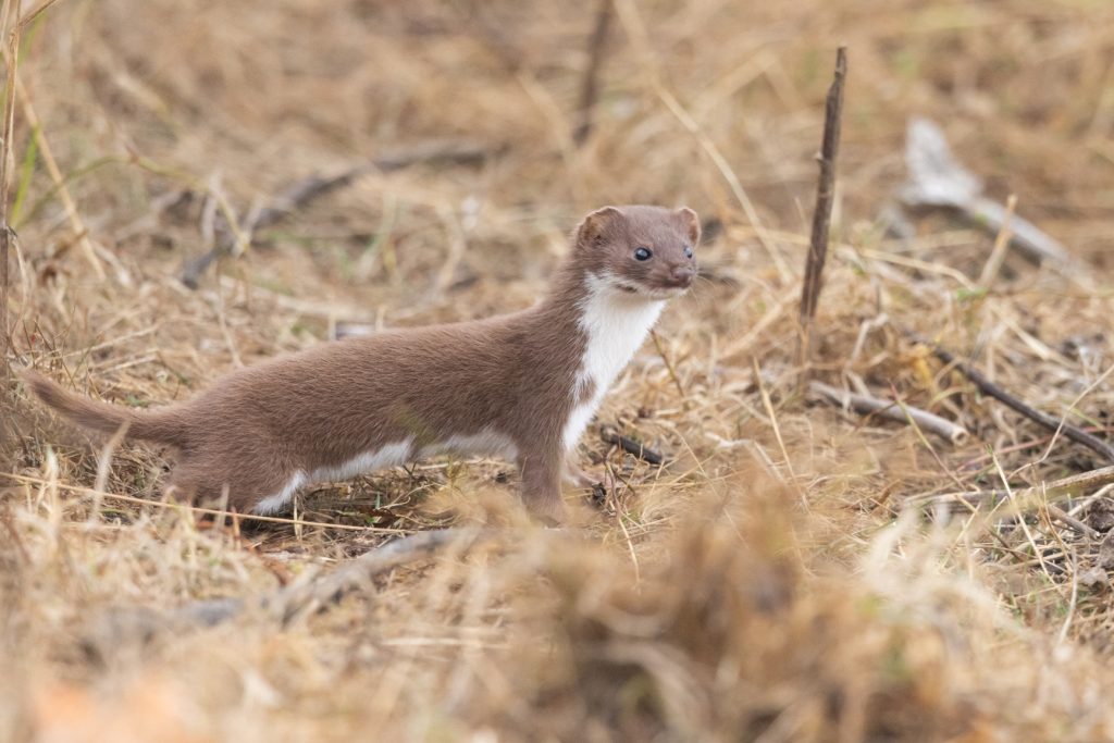 Weasel2_MattHazleton-1-of-1
