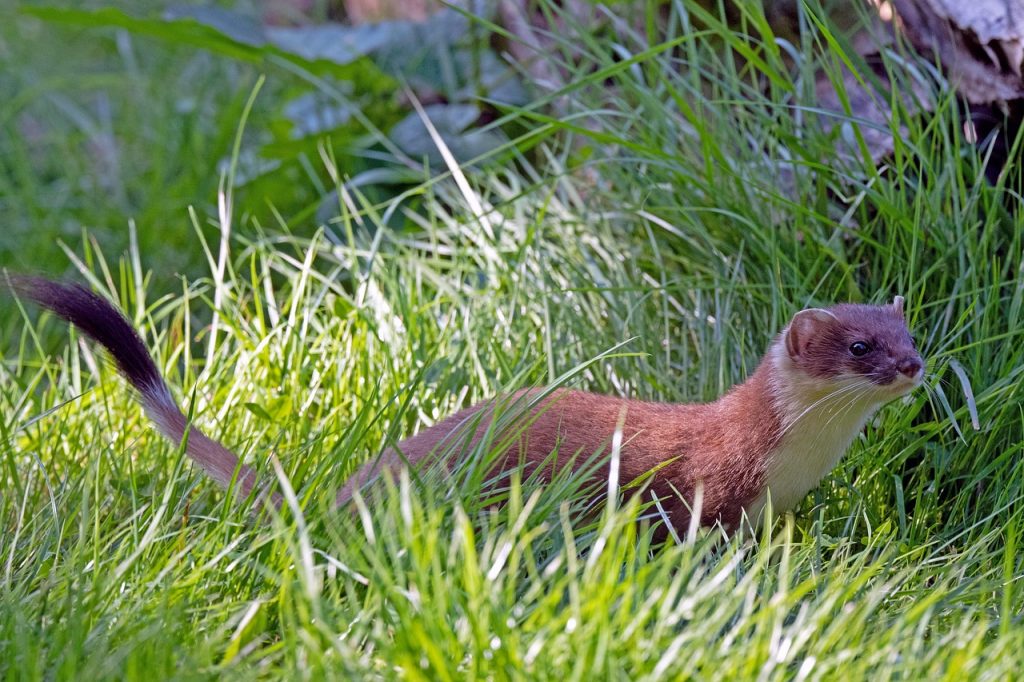 animal-6601789_1280