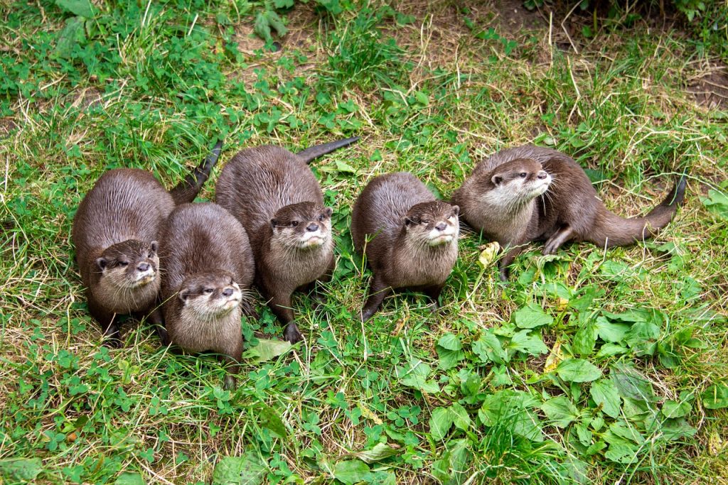 otter-5173616_1280