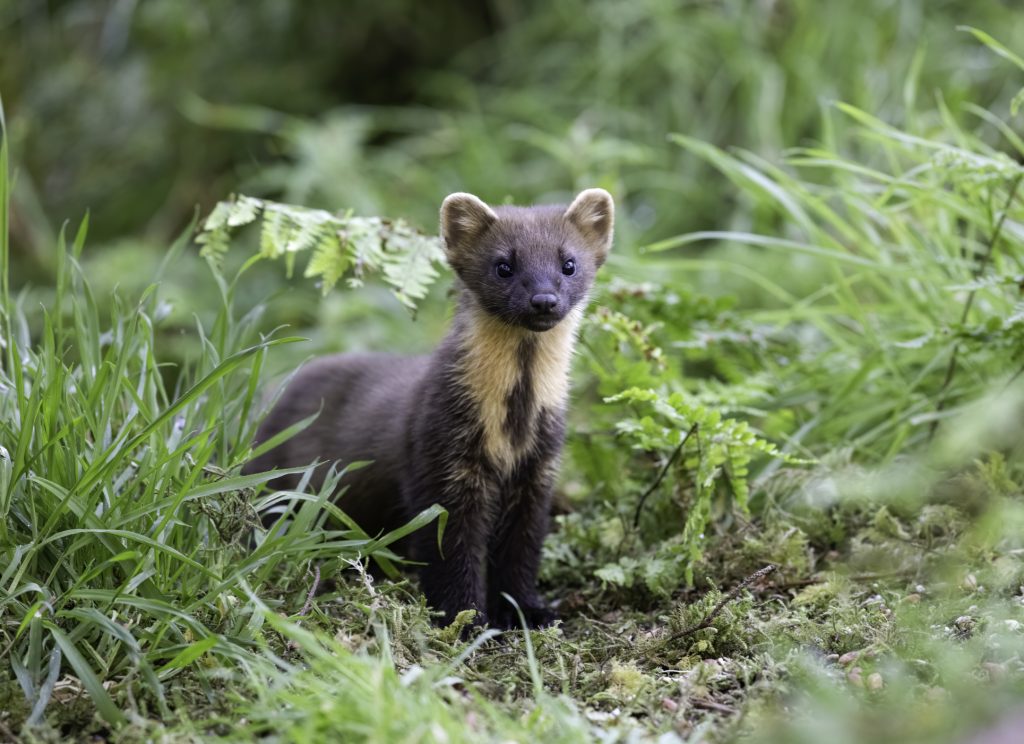 pine-marten_50383634541_o-credit-Chas-Moonie