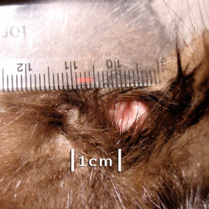 Female-Mink