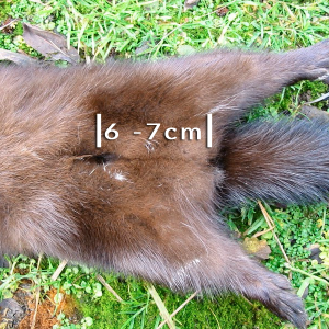 Male-Mink