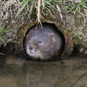 Phil-Lindley-water-vole